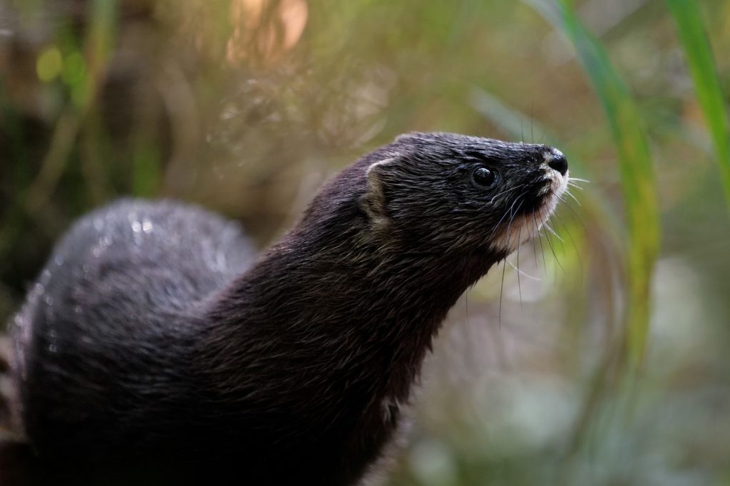 Vison d'Europe Mustela lutreola