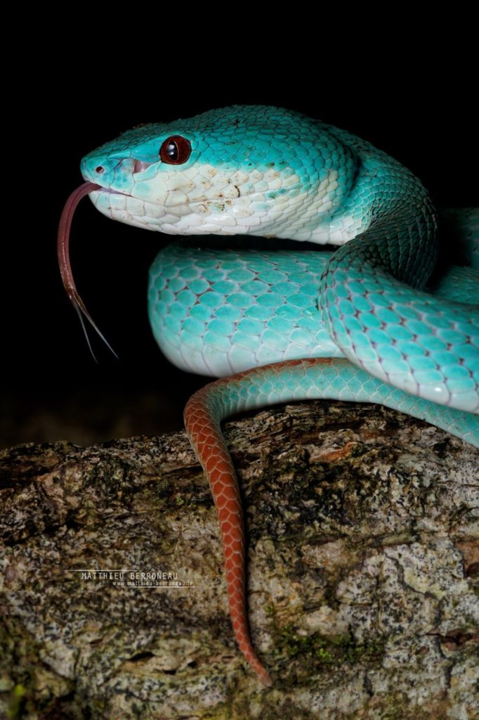 Trimeresurus insularis bleue