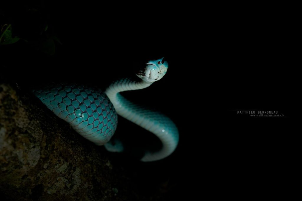 Trimeresurus insularis bleue