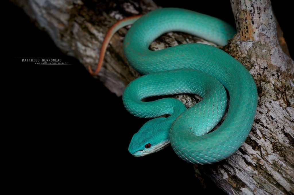 Trimeresurus insularis bleue