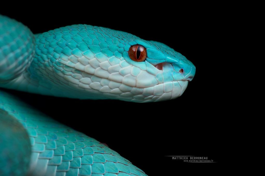 Blue form of Trimeresurus insularis