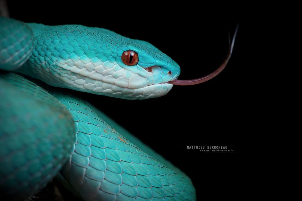 Trimeresurus insularis, forme bleue