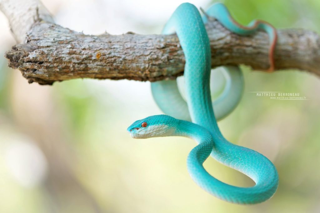 Trimeresurus insularis bleue