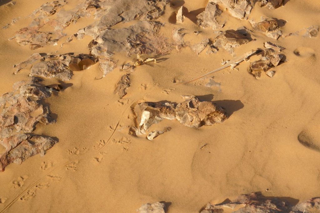 Acanthodactylus boskianus tracks