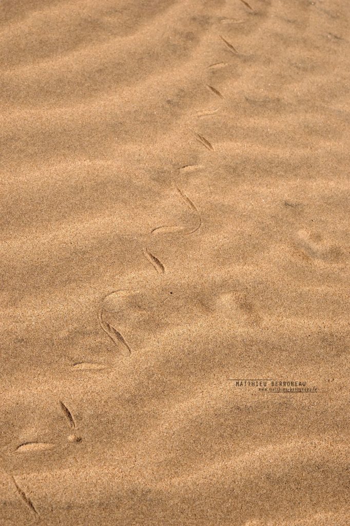 Lytorhynchus diadema tracks