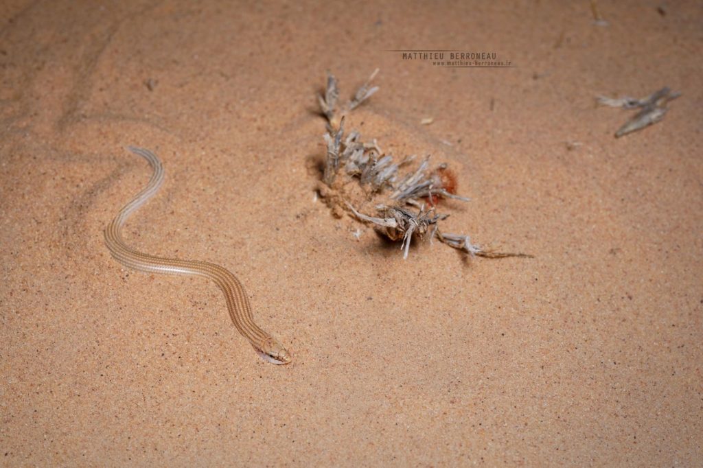 Chalcides sepsoides