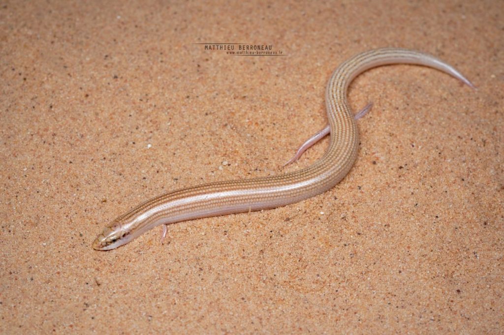 Chalcides sepsoides