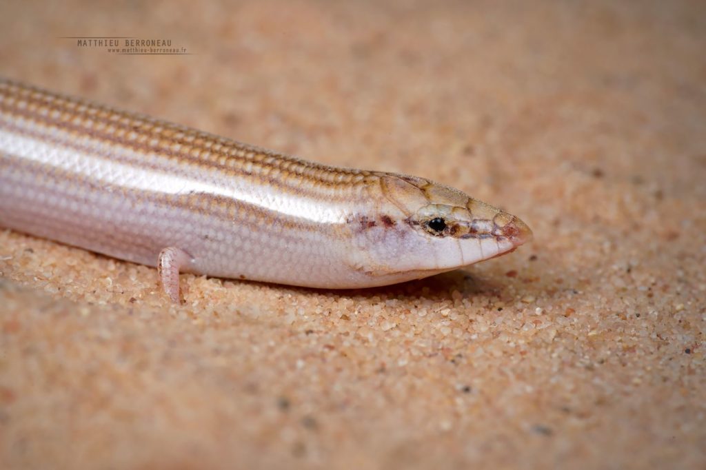 Chalcides sepsoides