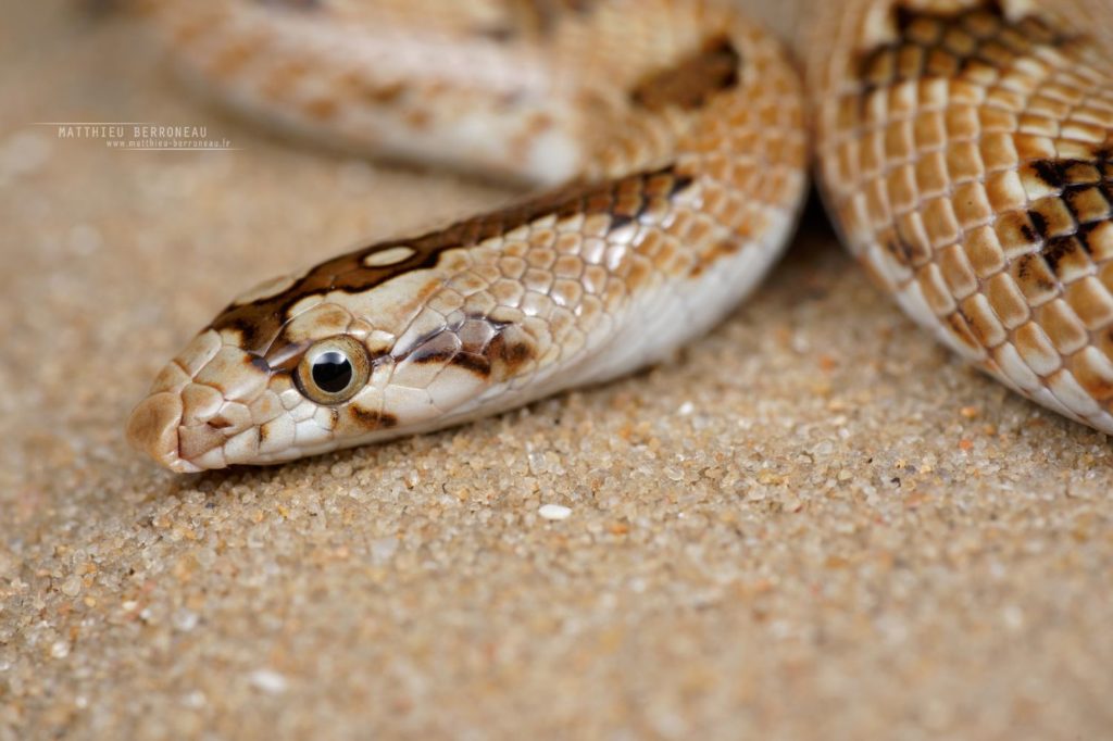 Lytorhynchus diadema