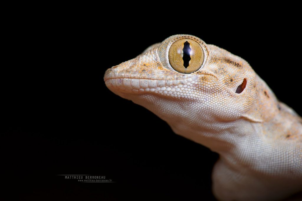 Ptyodactylus guttatus