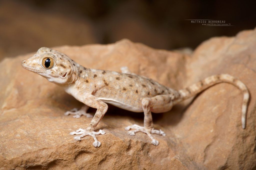 Ptyodactylus guttatus