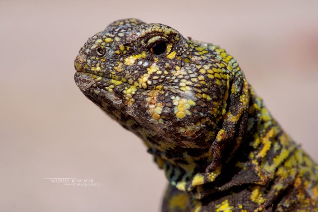 Uromastyx ornata