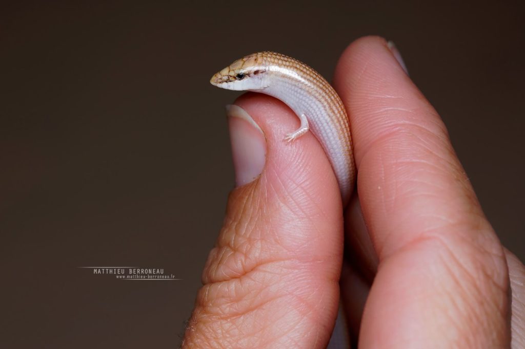 Chalcides sepsoides