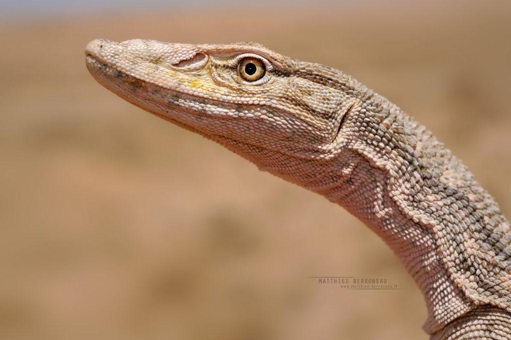 Varanus griseus