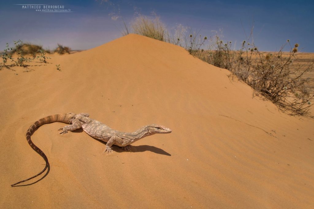 Varanus griseus