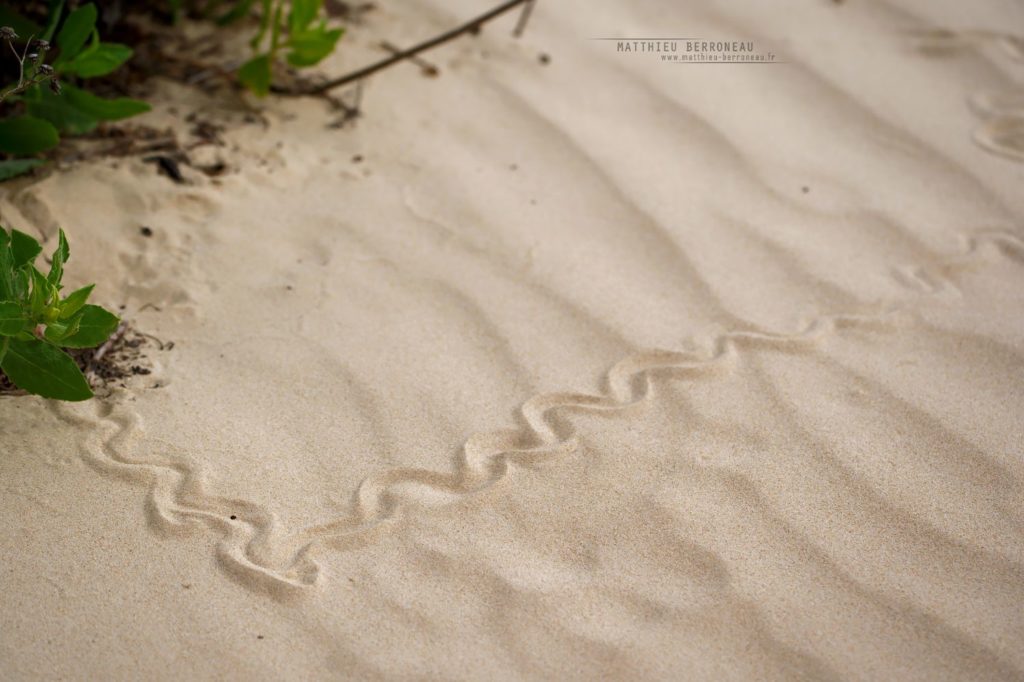 Traces de Chalcides sepsoides