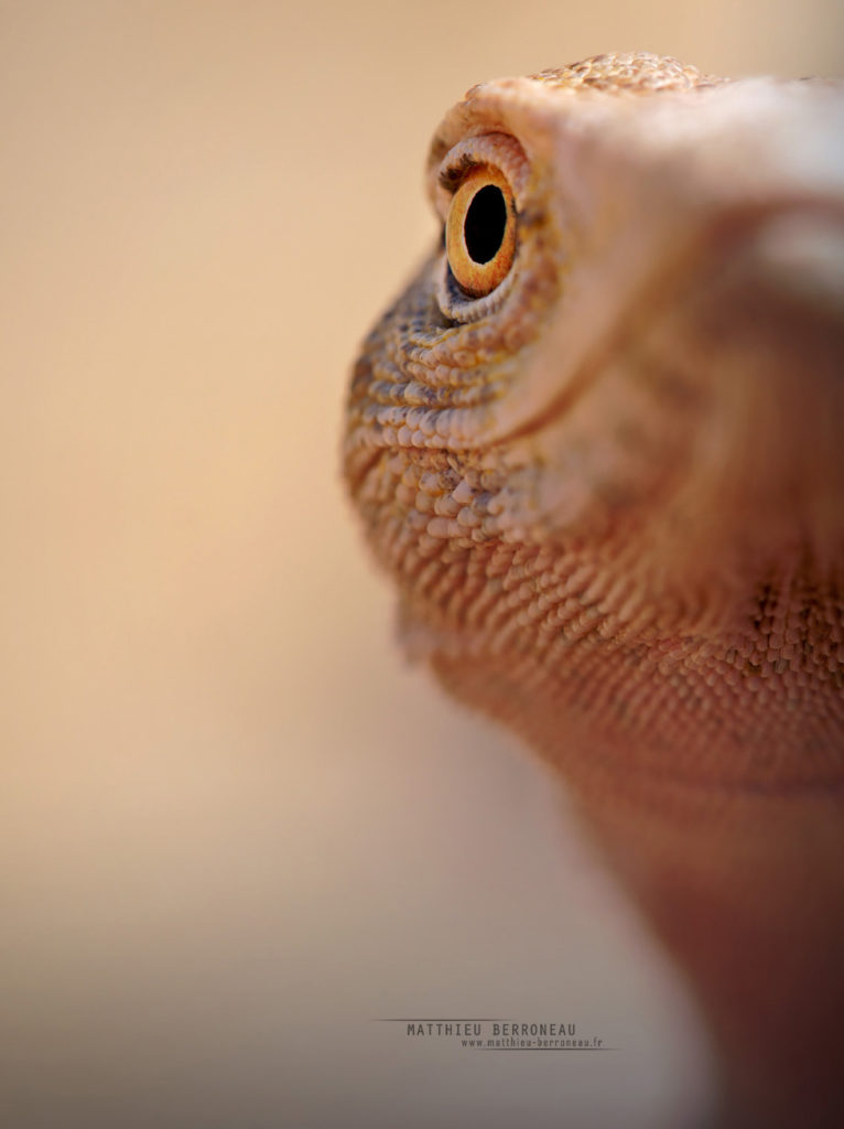 Monitor Desert, Varan du désert, Varanus griseus, Israël, Israel, Matthieu Berroneau