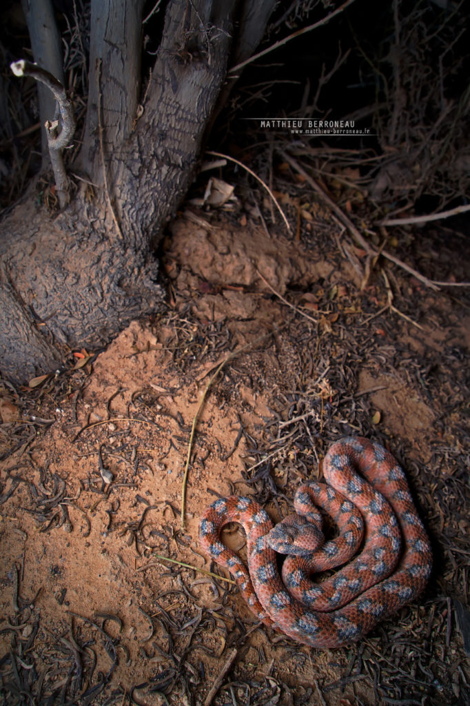 Echis coloratus, Israël, Israel, Matthieu Berroneau, pink, rose, Echis coloratus terraesanctae, Eh'phe'eh