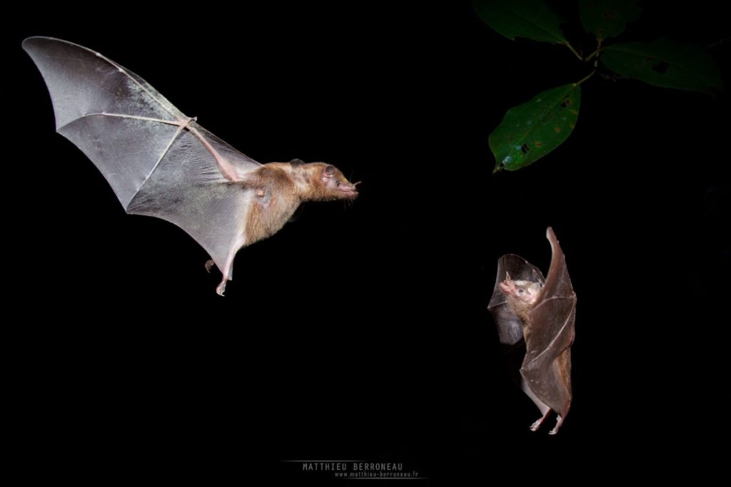 Anoura fistula, Tube-lipped nectar bat, Ecuador, Equateur, Matthieu Berroneau