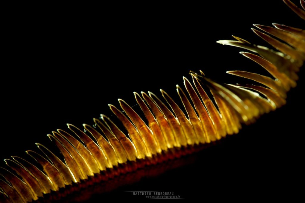 Gonocephalus liogaster, Borneo, Matthieu Berroneau, Blue-eyed Angle-headed Lizard, Malaysia, dragon, scales, crête, creast