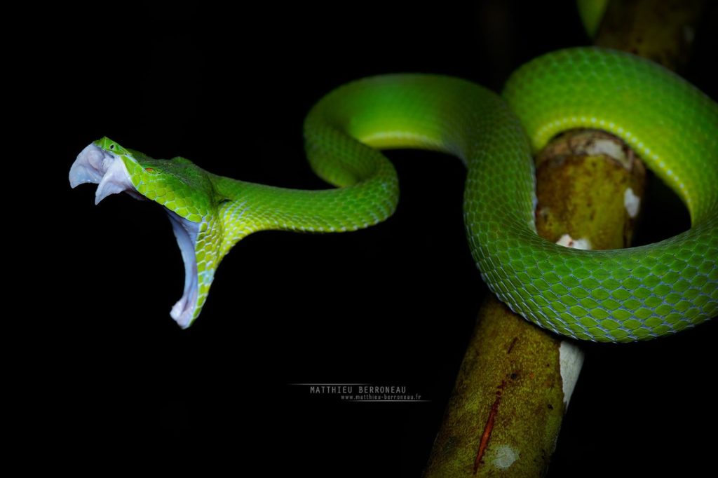 Trimeresurus sabahi, Bornéo, Matthieu Berroneau, Sabah Pit Viper, gaping, open mouth