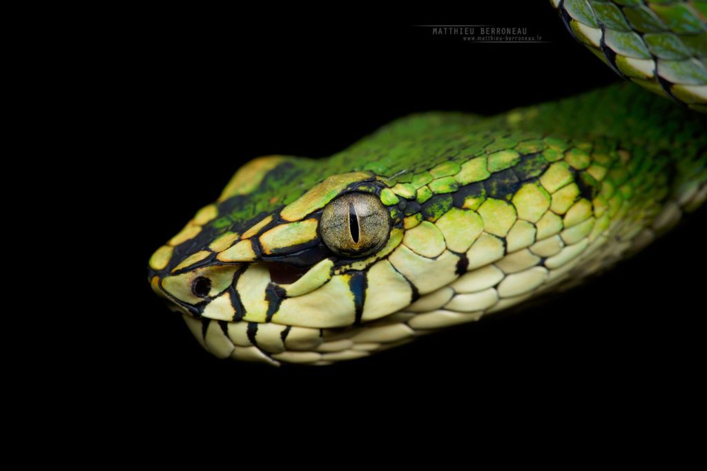 Trimeresurus sumatranus, Sumatran Pit Viper, Borneo, Matthieu Berroneau, Malaysia