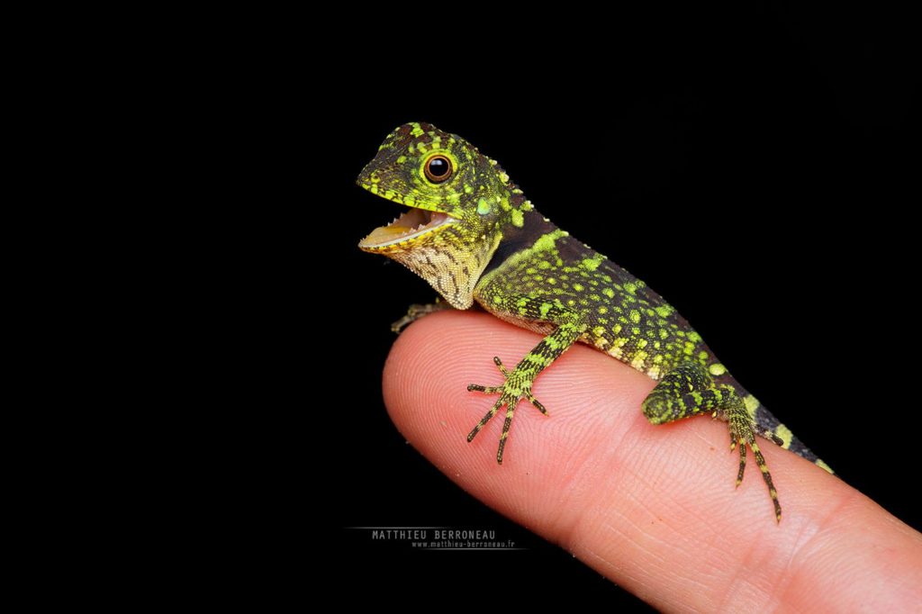 Gonocephalus liogaster, Borneo, Matthieu Berroneau, Blue-eyed Angle-headed Lizard, Malaysia, dragon, scales, small, young, juvenile, hand, finger, doigt, main