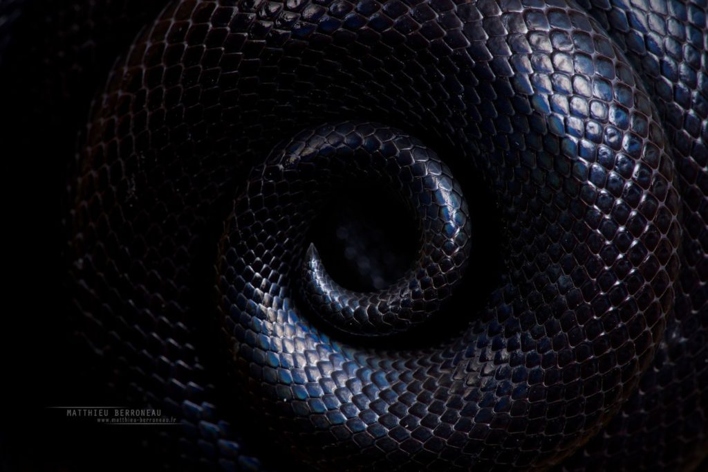 Israeli Mole Viper, Atractaspis engaddensis, israël, Matthieu Berroneau