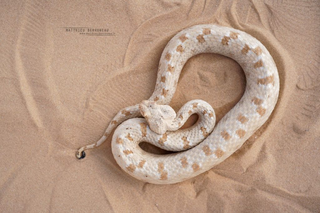 Persian Horned Viper, Pseudocerastes persicus, Israel, Israël, Matthieu Berroneau