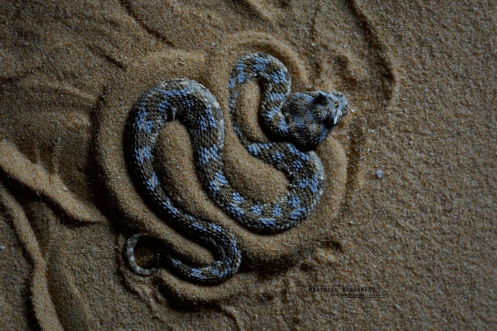 Cerastes cerastes, Vipère à cornes, Saharan horned viper, Matthieu Berroneau, Israel, shadow, ombre, déplacement, trace, track