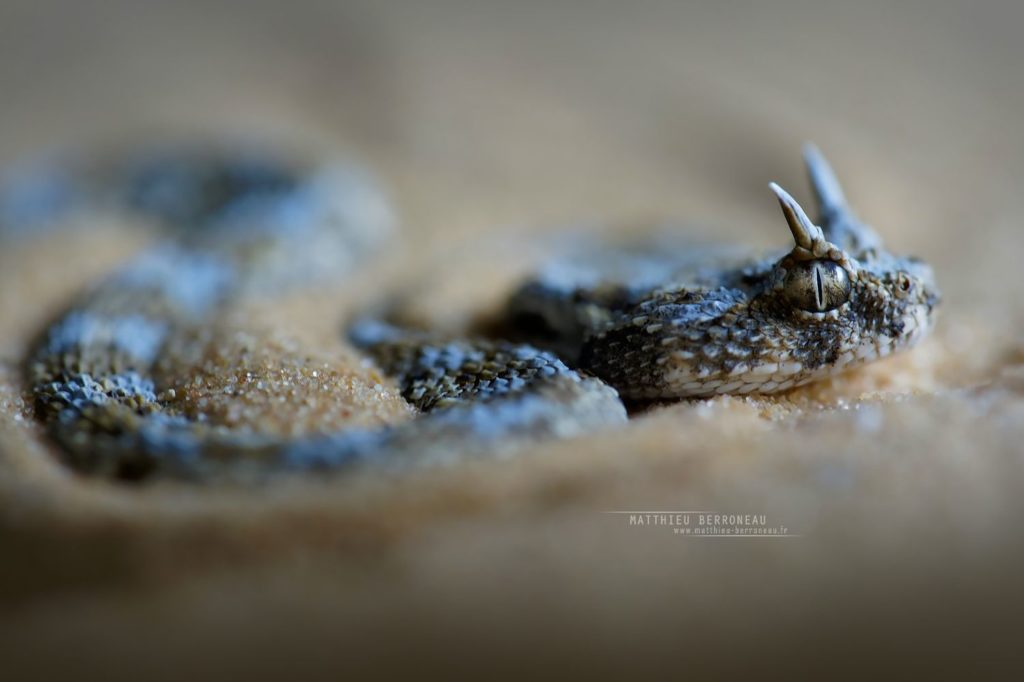 Cerastes cerastes, Vipère à cornes, Saharan horned viper, Matthieu Berroneau, Israel, shadow, ombre, déplacement, trace, track