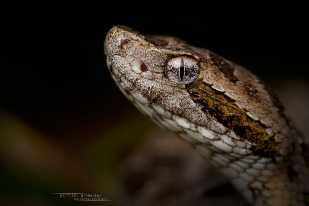 Mato Grosso Lancehead Pitviper, Bothrops matogrossensis, Brésil, Brazil, Matthieu Berroneau