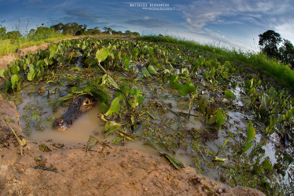 Caiman yacare, Jacare, Yacare, Caiman, Crocodile, Brazil, Brésil, Matthieu Berroneau, habitat, mare, caché, chasse, fisheye