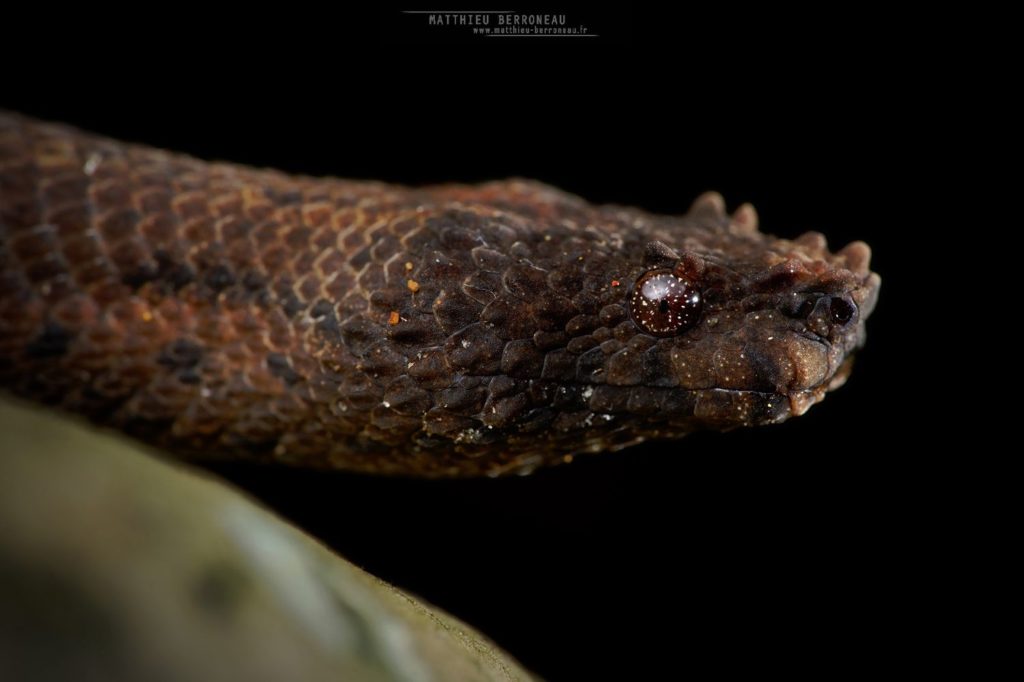 Trachyboa boulengeri, Northern Eyelash Boa, Boa pigmea de Boulenger, Dragon, Ecuador, Matthieu Berroneau, Equateur