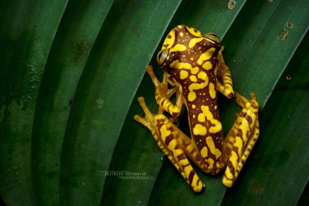 Imbabura Tree Frog, Rana Arbórea Colorida, Boana picturata, Equateur, Ecuador