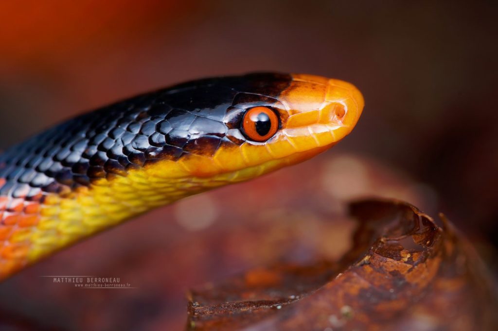 Oxyrhopus occipitalis, Yellow-headed Flame-Snake, Falsa coral cabeciamarilla, Equateur, Ecuador, red, rouge, snake, serpent, Matthieu Berroneau