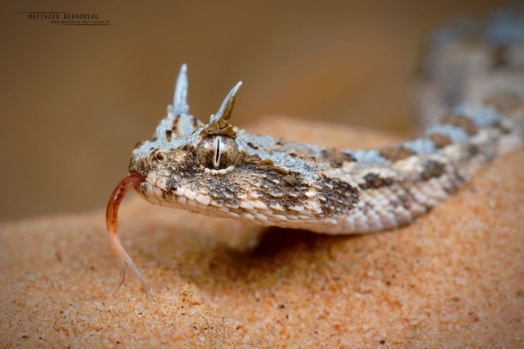 Cerastes cerastes, Vipère à cornes, Saharan horned viper, Matthieu Berroneau, Israel, macro, tong