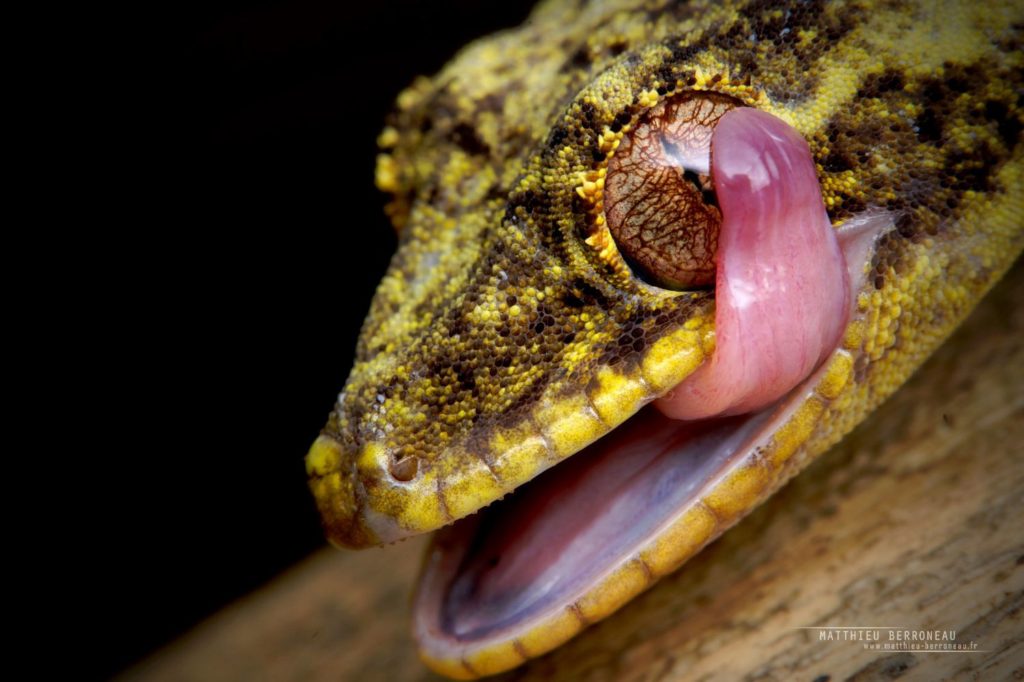 Southern Turniptail, Thecadactylus solimoensis, Equateur, Ecuador, Matthieu Berroneau