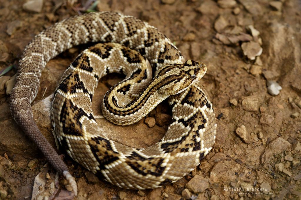 Crotalus mictlantecuhtli