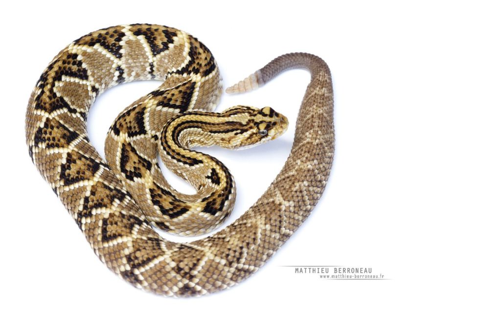 Crotalus mictlantecuhtli on white background