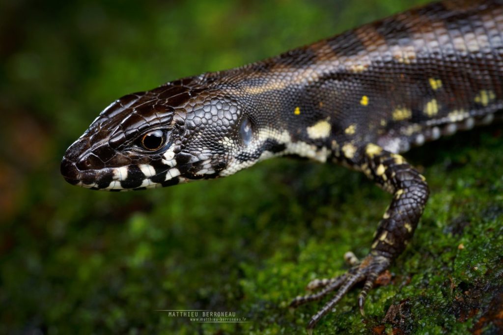 Potamites strangulatus Big-scaled Neusticurus 