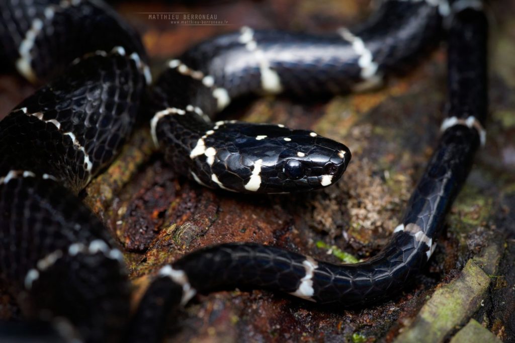 Pliocercus euryzonus Black Halloween Snake Brujita