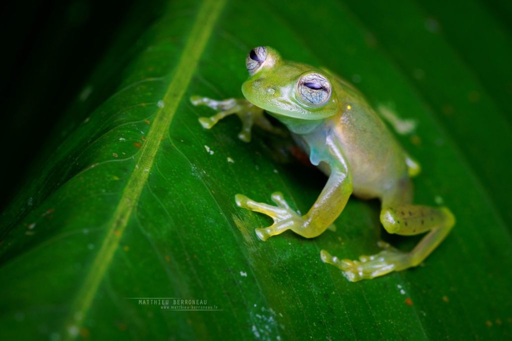 Emerald Glassfrog Rana de vidrio esmeralda Espadarana prosoblepon