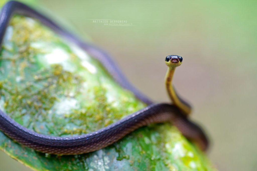 Diaphorolepis wagneri Ecuador Frog-eating Snake Culebra sombría jorobada