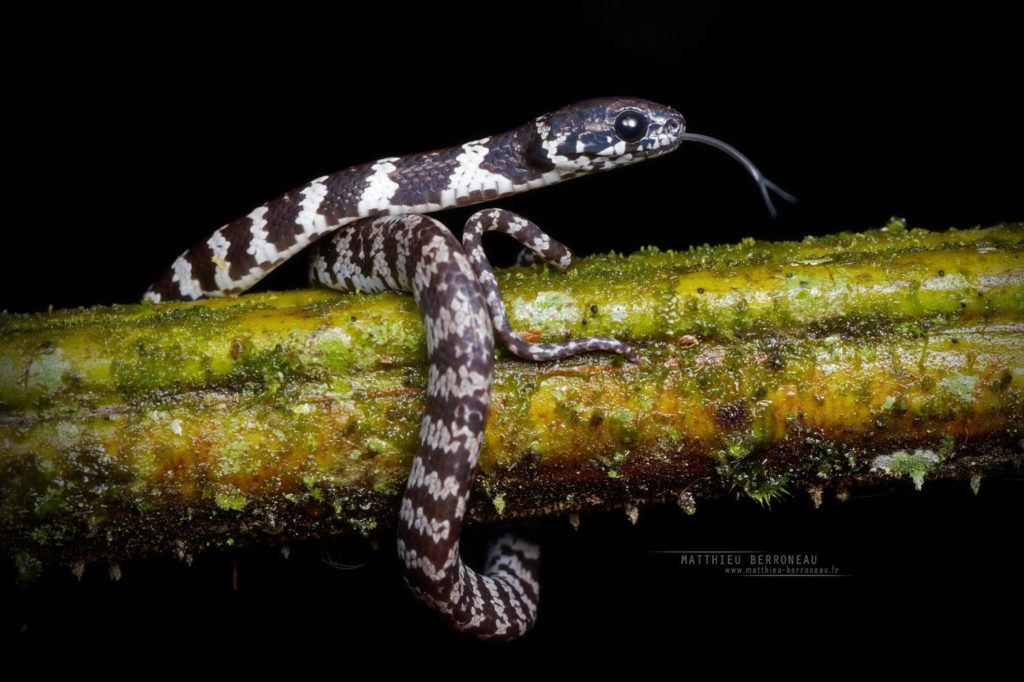 Dipsas elegans Elegant Snail-Eater Caracolera elegante