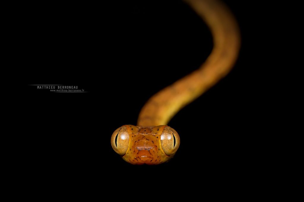 Imantodes inornatus Yellow Blunt-headed Tree Snake Cordoncillo lisa