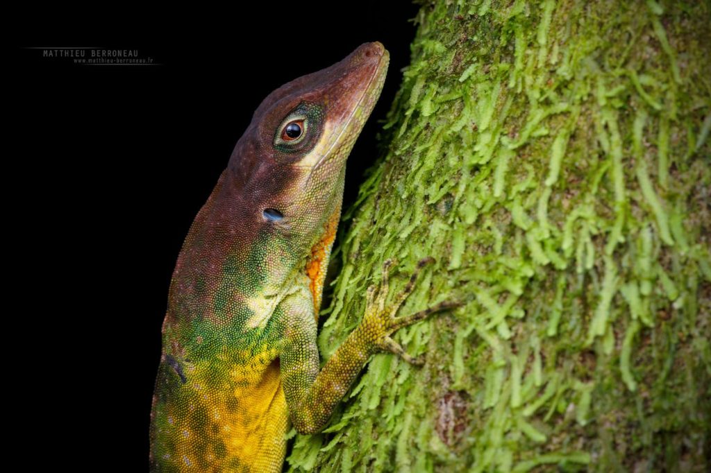 Anolis parilis Neighboring Anole Anolis vecino