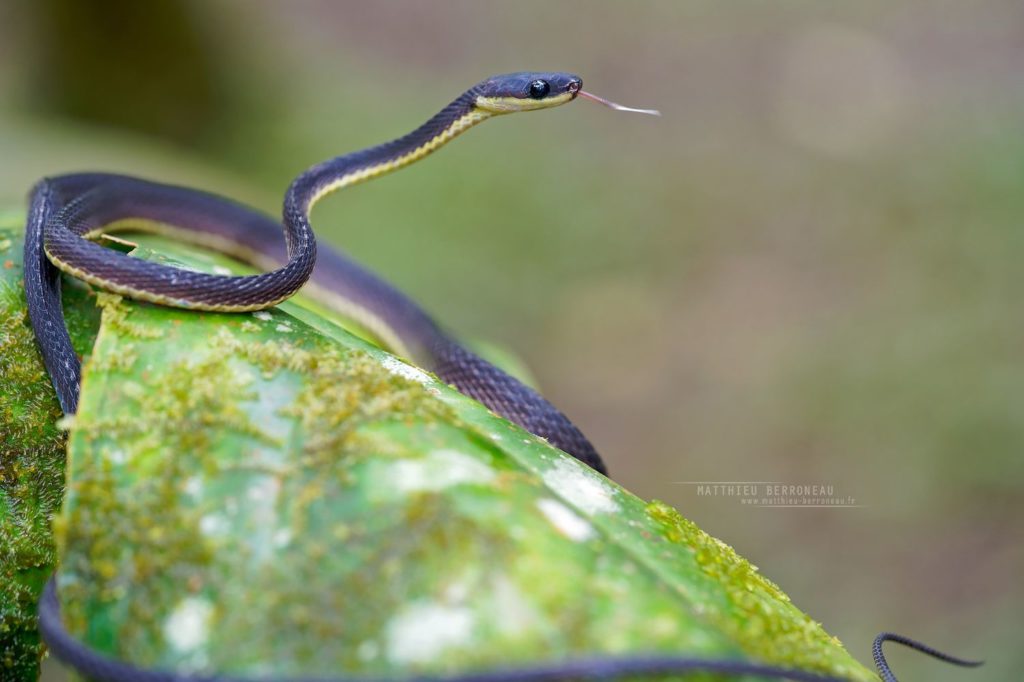 Diaphorolepis wagneri Ecuador Frog-eating Snake Culebra sombría jorobada