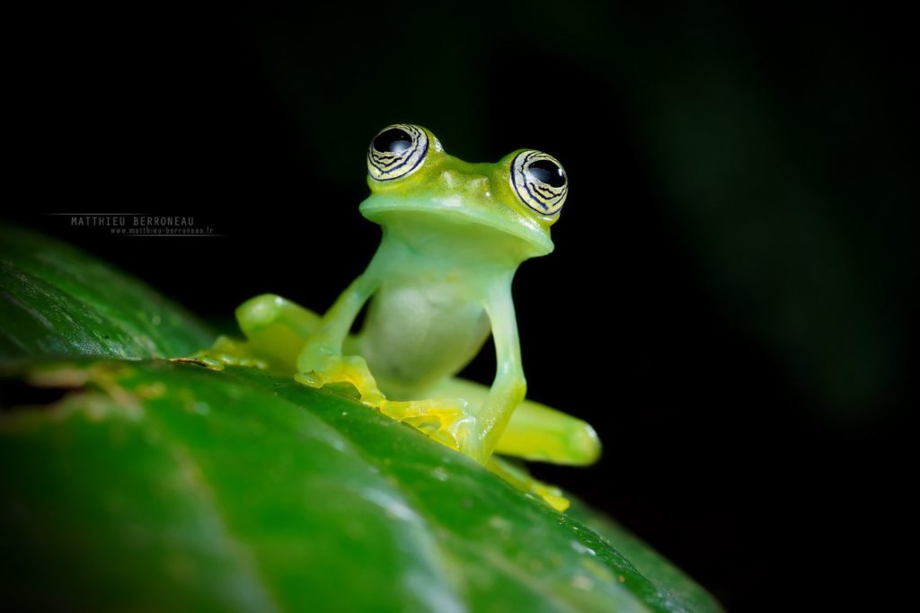 Sachatamia ilex Limon Giant Glass Frog