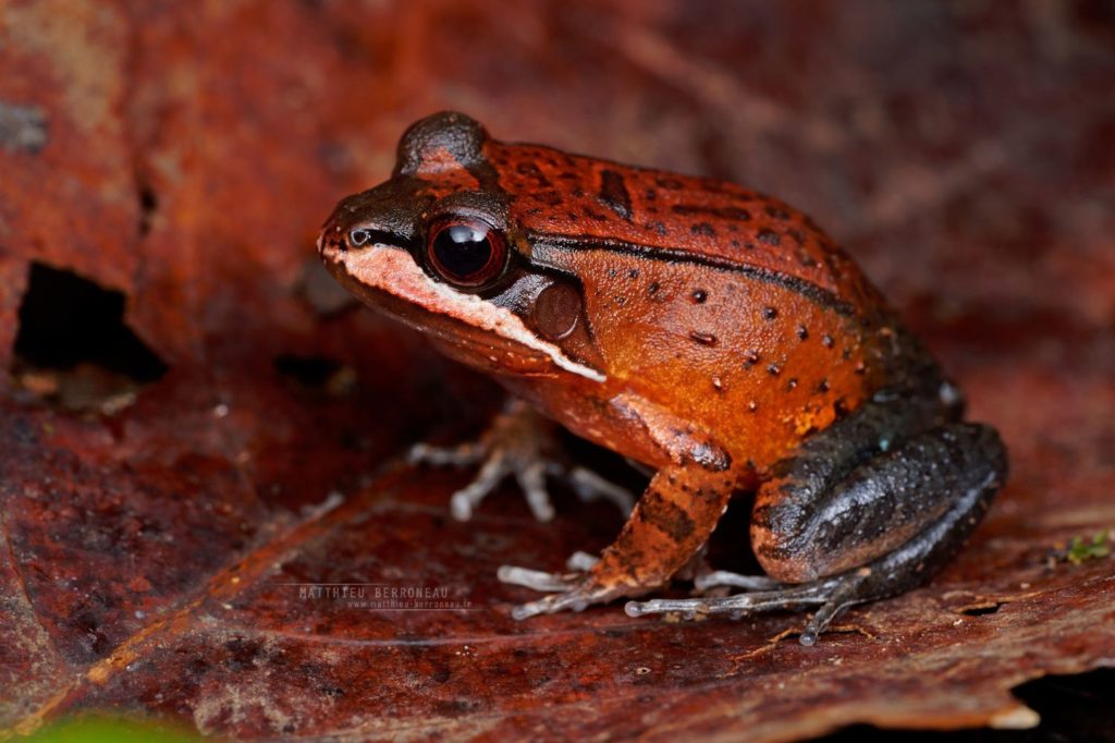 Leptodactylus rhodomystax Loreto White-lipped Frog Sapo-rana Rugoso De Boulenger